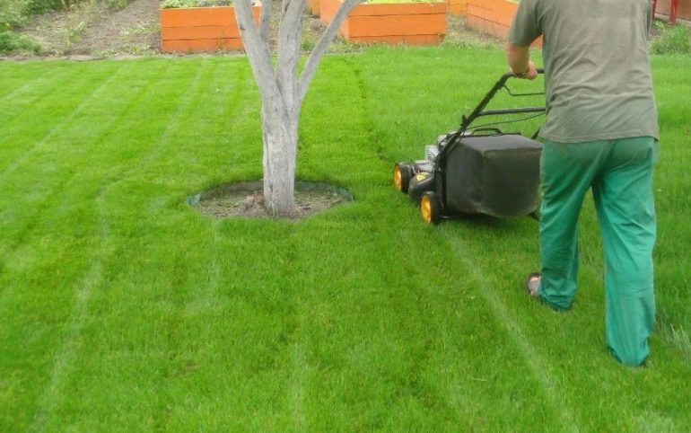 Как сделать газон на даче без перекапывания