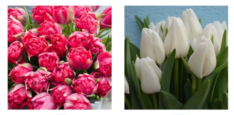 Тюльпаны на 8 Марта: Оптовые Поставки Цветов к Празднику Весны