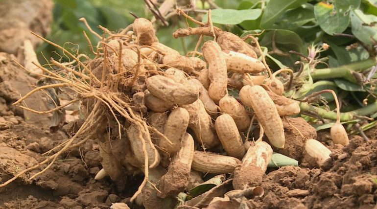 Арахис неочищенный: особенности выращивания и уборки урожая