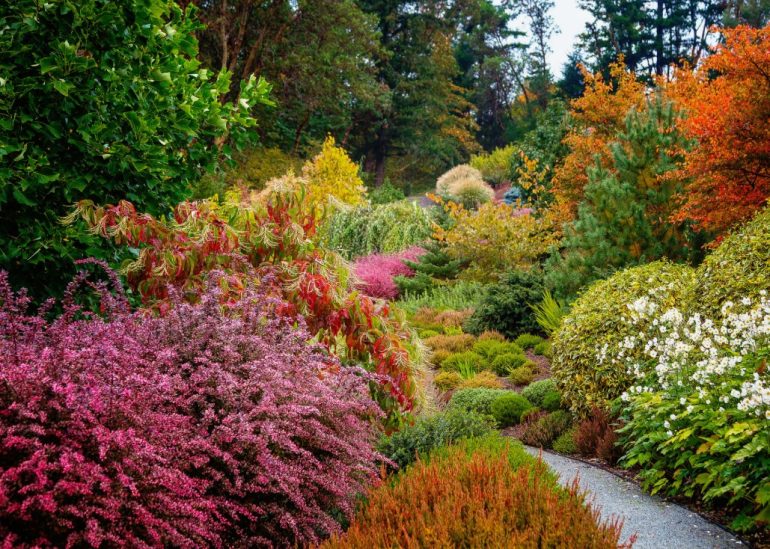 Кустарники с необычным цветением: создаем яркую композицию в саду
