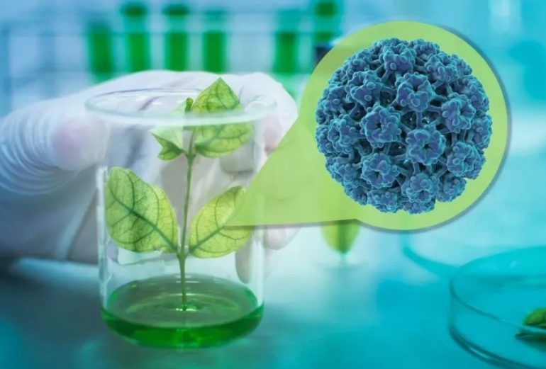 Почему иммунитет растений становится фактором урожайности