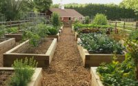 Как спланировать грядки, чтобы овощи не болели и не вырождались