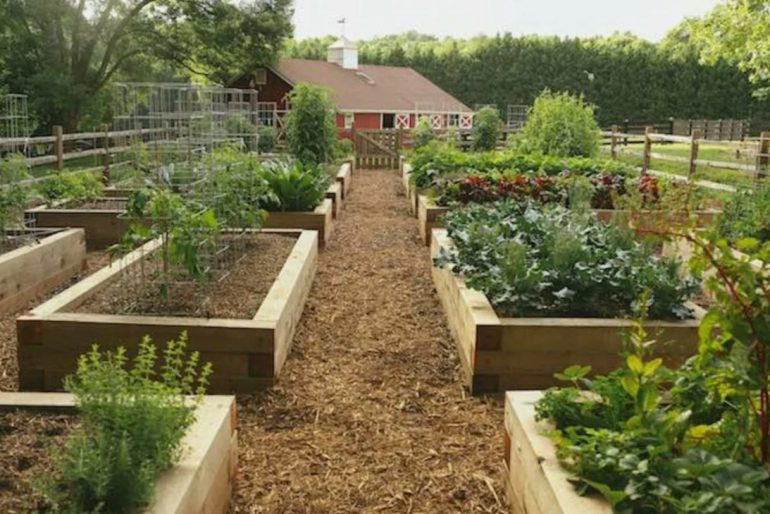 Как спланировать грядки, чтобы овощи не болели и не вырождались