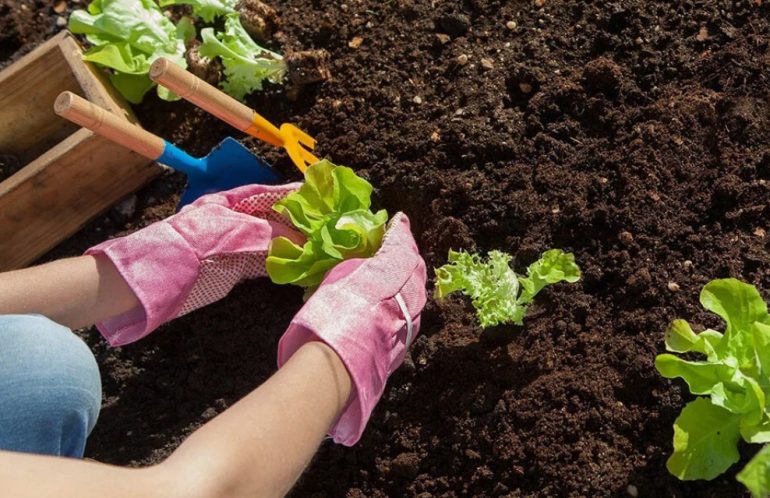 Что посадить в начале весны, чтобы собрать урожай уже в июне