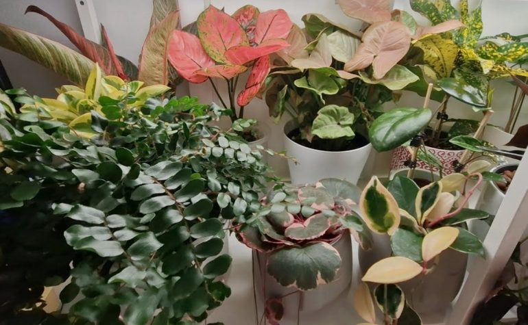 Топ-15 неприхотливых комнатных растений, которые украсят любой дом