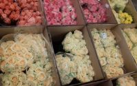 Где купить цветы мелким оптом: секреты выбора надёжного поставщика