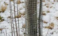Защита стволов от грызунов и морозобоин: проверенные способы укрытия сада на зиму